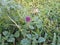 Sphaeranthus Indicus Indian Globe Thistle Gorakhmundi