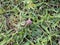 Sphaeranthus Indicus Indian Globe Thistle .Gorakhmundi green Leaf