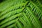 Sphaeropteris cooperi or Cyathea cooperi lacy tree fern, scaly tree fern