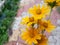 Sphagneticola trilobata flowers in the wild, wedelia flowers in India, yellow flowers in the garden, wedelia chinensis flower.