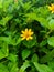 Sphagneticola trilobata plant flower and green leaves