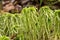 Sphagnum moss