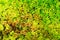 Sphagnum moss or bog-moss top view. Green and red mossy forest undergrowth pattern.