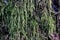 Sphagnum moss grows on pine bark