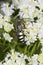 Sphecid wasp foraging for nectar on mountain mint flowers, Connecticut.