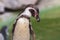 Sphenisciformes - Penguin - portrait