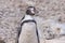 Sphenisciformes - Penguin - portrait