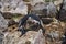 Spheniscus magellanicus magellanic penguin is sitting in its nest