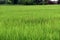 Sphenoclea sp., broadleaf weed in rice field