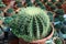 Sphere cactus grown in the brown pot. a succulent plant with a thick, fleshy stem that typically bears spines, lacks leaves.