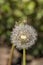 A sphere of dandelion seeds Taraxacum officinale close-up