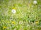 Sphere of dandelion with white head in meadow