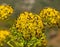 Sphere of fennel flowers covered with small insects