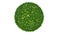 Sphere of grass and flowers with growth animation