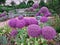 Sphere Shaped Flowers at the Bishop`s Garden