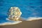 Sphere of shells wash up on beach