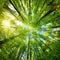 Spheric panorama in a forest, magnificent upwards view to the treetops