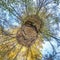 Spherical abstract aerial view in forest with clumsy branches in gold autumn. tiny planet transformation of spherical panorama 360