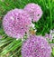Spherical Allium Purple Sensation flowers