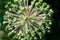 Spherical Allium Purple Sensation has faded in a flowerbed in garden. Close-up of decorative blooming inflorescence Dutch Garlic