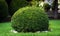 Spherical bush