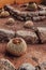 Spherical cactuses growing on dirt echinocactus grusonii