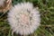 Spherical downy seed heads of plant, top view close-up