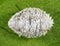 Spherical mealybug