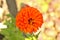 spherical orange flower on a background of blurry foliage