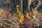 Spherical orange mushrooms on the bark of a dying pine tree from