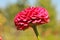 spherical pink flower on a background of blurry sky