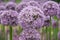 Spherical purple allium flowers. In the Green leaf background, Allium Gladiator is a spectacular giant Onion