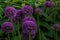 Spherical purple allium flowers. In the Green leaf background, Allium Gladiator is a spectacular giant Onion