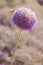 Spherical purple flowers and bees