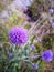 Spherical purple flowers on a thin stem