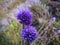 Spherical purple flowers on a thin stem