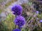 Spherical purple flowers on a thin stem