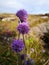 Spherical purple flowers on a thin stem