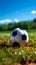 Spherical sports ball rests peacefully on a bed of grass