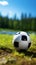 Spherical sports ball rests peacefully on a bed of grass