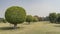 Spherical trimmed trees grow in a row on a green park lawn