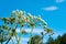 Spherical umbrellas Garden Angelica on a background of blue sky. Wild Celery and Norwegian Angelica Angelica Archangelica