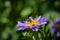 Sphex funerarius, Digger Wasp pollinating a China Aster flower close up photo.