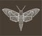 Sphingidae hawk-moths graphic