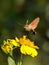 Sphingidae, known as bee Hawk-moth, enjoying the nectar of a flower