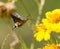 Sphingidae, known as bee Hawk-moth, enjoying the nectar of a yellow flower.