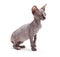 Sphinx bald cat