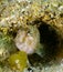 Sphinx blenny fish