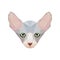 Sphinx cat portrait in low poly style. Cats breed illustr