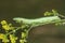 Sphinx caterpillar (Macroglossum stellatarum)